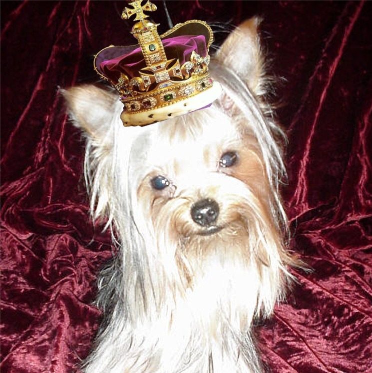 Thomas' Royal Crown Yorkies